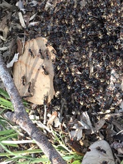 Dolichoderus doriae
