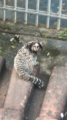 Callithrix penicillata