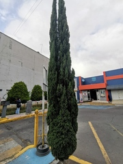 Cupressus
