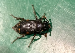 Nicrophorus pustulatus