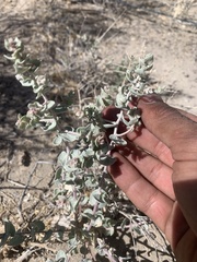 Atriplex parryi