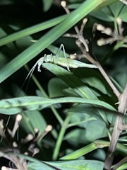Oecanthus exclamationis