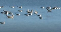 Leucophaeus atricilla