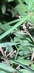Oecanthus exclamationis