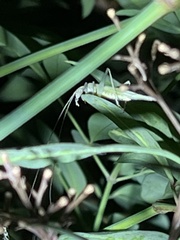 Oecanthus exclamationis