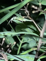 Oecanthus exclamationis