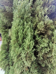 Cupressus