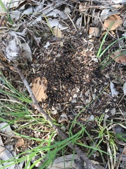 Dolichoderus doriae