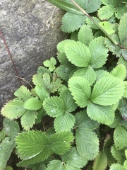 Fragaria × ananassa