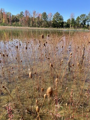 Xyris difformis
