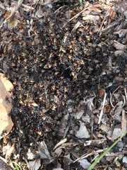Dolichoderus doriae