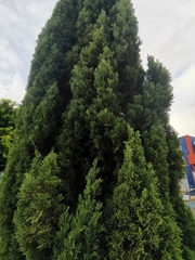 Cupressus