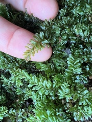 Plagiomnium cuspidatum