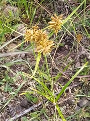 Cyperus manimae