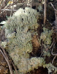 Cladonia macilenta
