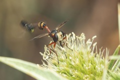 Physocephala vittata