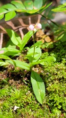 Cheiradenia cuspidata