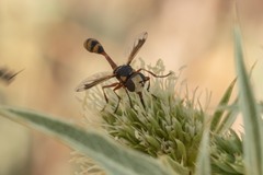 Physocephala vittata