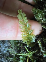 Plagiomnium cuspidatum