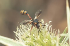 Physocephala vittata