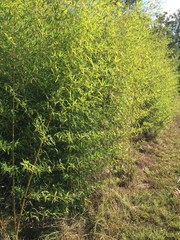 Phyllostachys