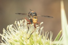 Physocephala vittata