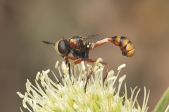 Physocephala vittata