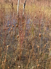 Xyris difformis