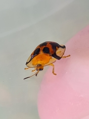 Aspidimorpha westwoodi