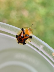 Aspidimorpha westwoodi