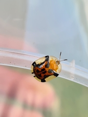 Aspidimorpha westwoodi