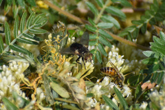 Tachininae