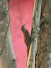 Xiphorhynchus flavigaster