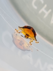 Aspidimorpha westwoodi