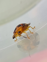 Aspidimorpha westwoodi