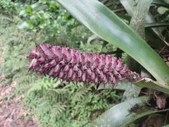 Aechmea cylindrata