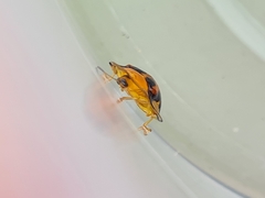 Aspidimorpha westwoodi