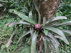 Aechmea cylindrata