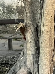 Xiphorhynchus flavigaster