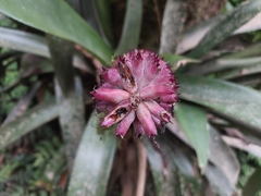 Aechmea cylindrata