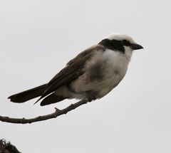 Eurocephalus ruppelli