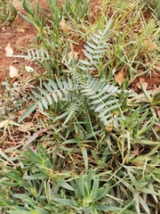 Schinus molle