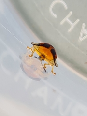 Aspidimorpha westwoodi