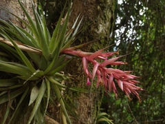 Tillandsia geminiflora