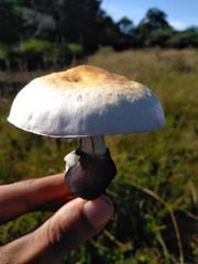 Psilocybe cubensis