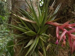 Tillandsia geminiflora