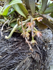 Drymoanthus adversus