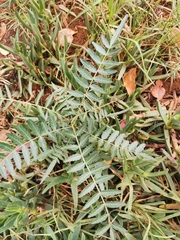 Schinus molle