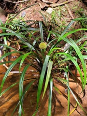 Thurnia sphaerocephala