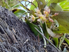 Drymoanthus adversus